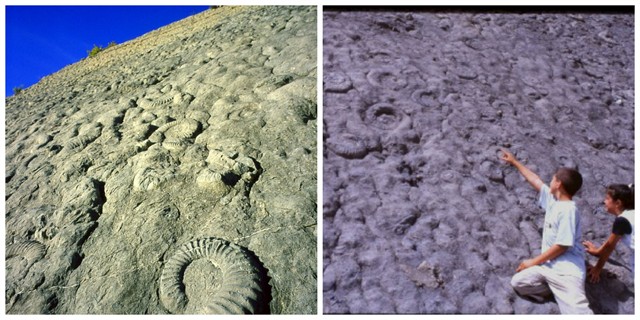 Dalle Ammonites Hte Provence 640X320