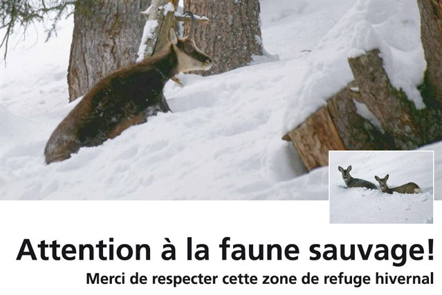 Chamois Chevreuil 639X427